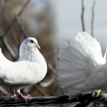 تفسير الحمام الأبيض