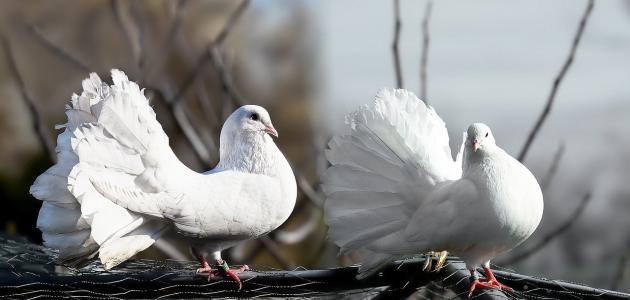تفسير الحمام الأبيض