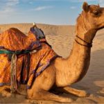 تفسير الجمل في الحلم