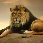 تفسير حلم الأسد