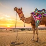 رؤية الجمل في المنام