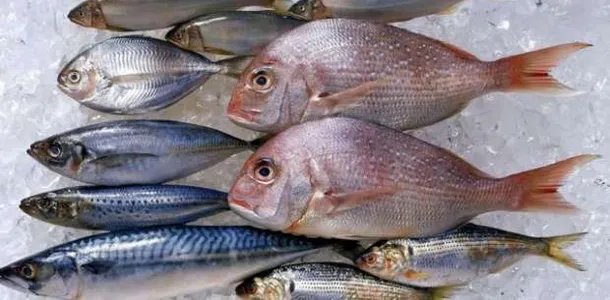 تفسير حلم رؤية السمك في المنام ودلالاته المتعددة -استعلم 2 رؤية السمك في المنام