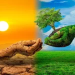 أهمية النباتات