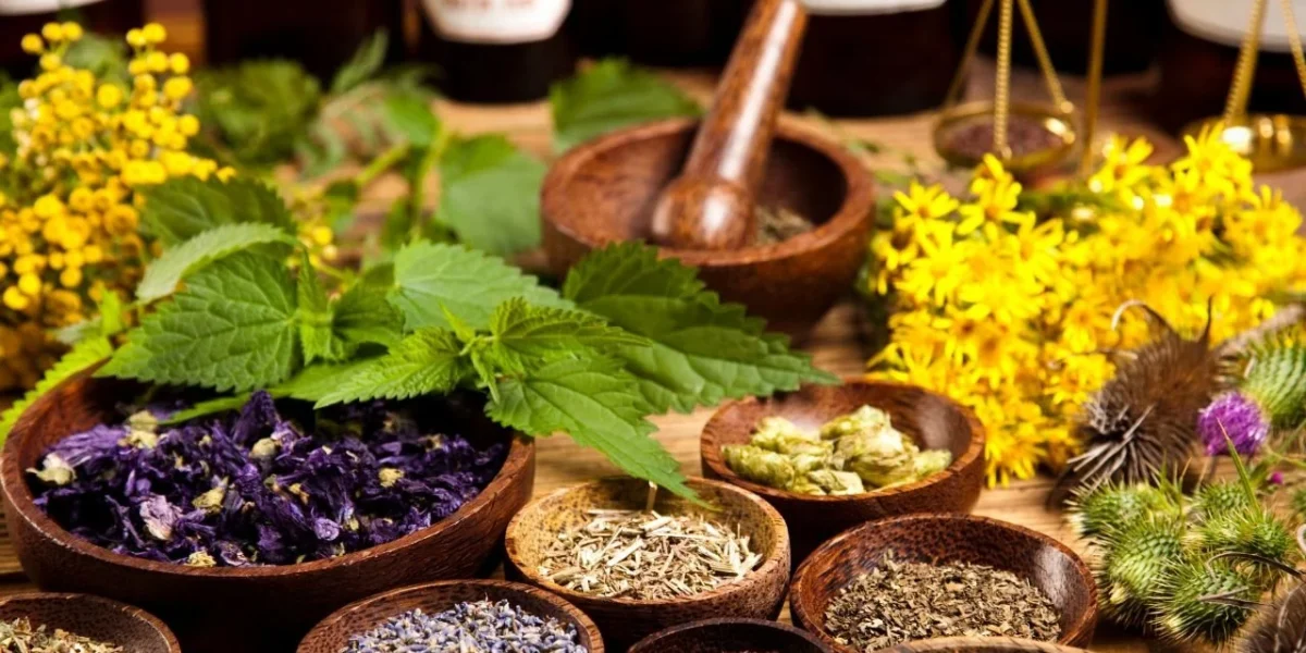 النباتات الطبية: كنز الطبيعة لعلاج الأمراض وتعزيز الصحة بطرق طبيعية وآمنة 2 النباتات الطبية 1