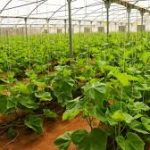 النباتات في الزراعة المستدامة