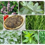 Indoor Medicinal and Aromatic Plants 1024x512 1