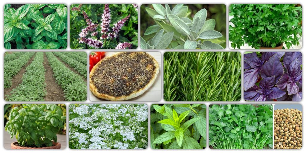 أعشاب لا تحب العشوائية.. متى تكون نافعة ومتى تصبح عبئًا؟ 2 Indoor Medicinal and Aromatic Plants 1024x512 1