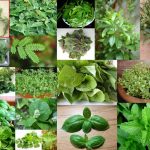 النباتات الطبية والعطرية